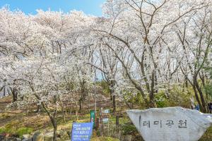테미공원 벚꽃:1번째 이미지