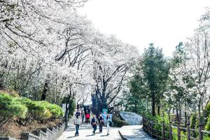 테미공원 벚꽃:2번째 이미지