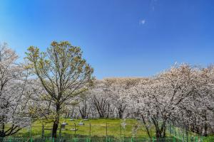 테미공원 벚꽃:7번째 이미지