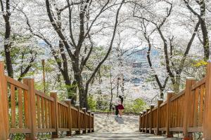 테미공원 벚꽃:8번째 이미지