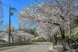 보문산 벚꽃길:1번째 이미지