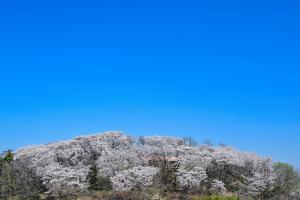 테미공원 벚꽃:1번째 이미지