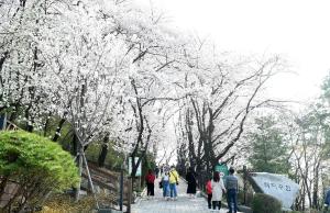 테미근린공원 벚꽃:6번째 이미지