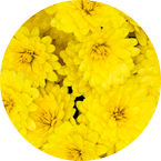 Chrysanthemum