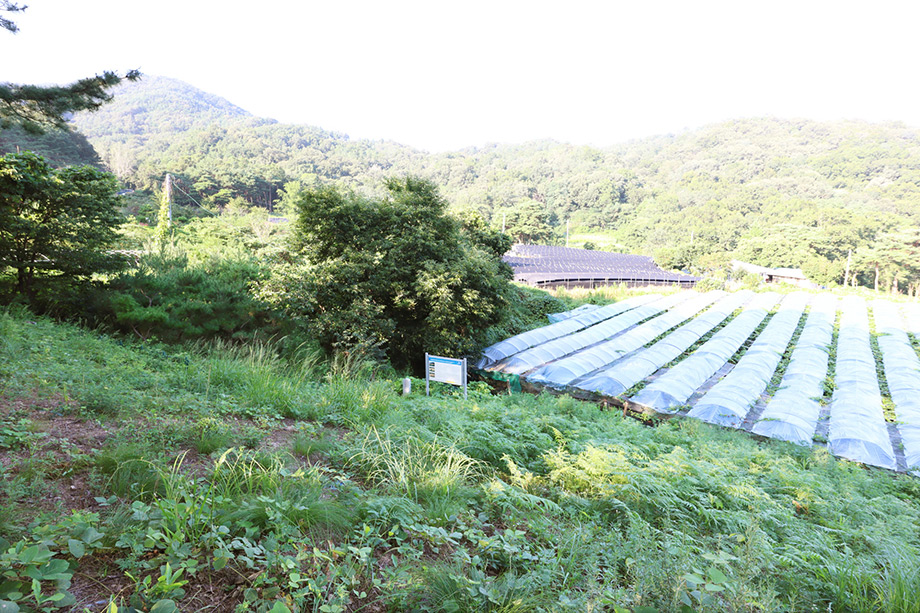 구완동청자가마터 사진3