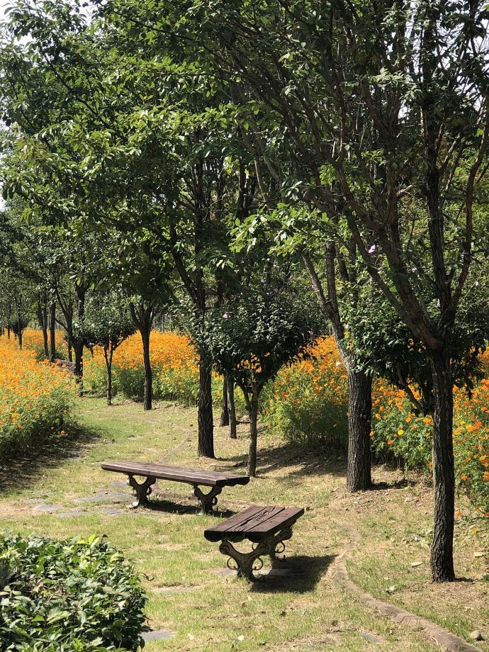 주황색 코스모스가 피어있는 뿌리공원 이미지
