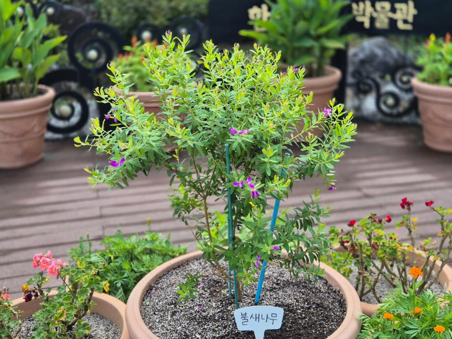 불새나무 이미지