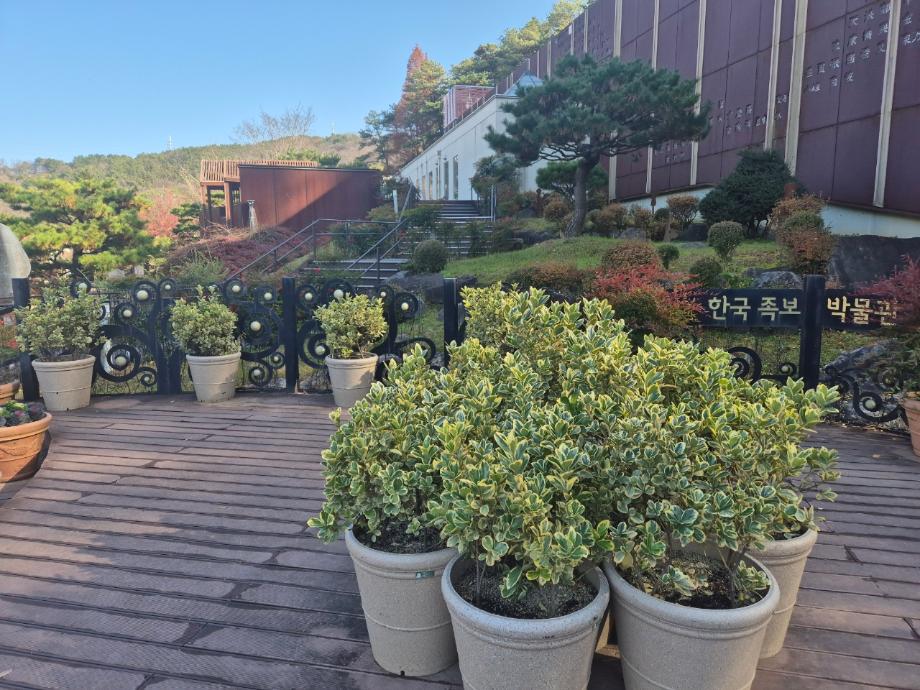 사철나무 이미지