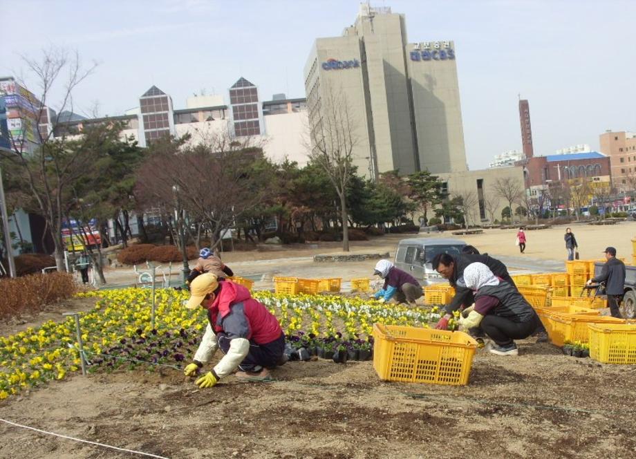 서대전시민광장 및 가로화단 봄꽃식재 이미지