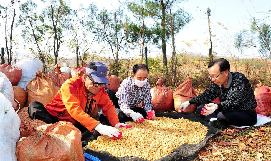 중구, 가로수 은행나무 열매 1,600kg 전달 이미지