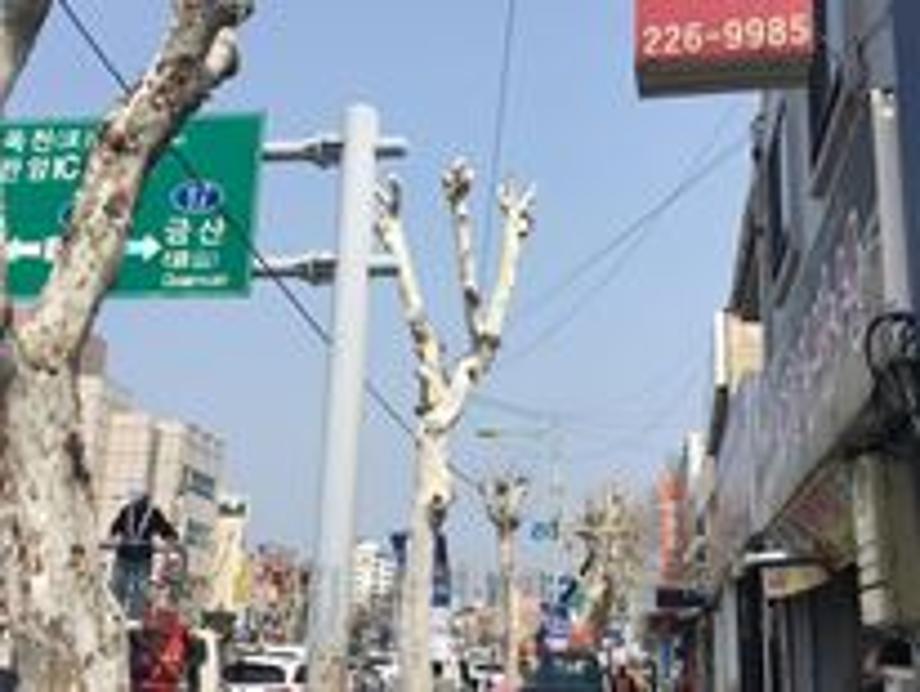2018년 가로수 전정공사 준공 이미지