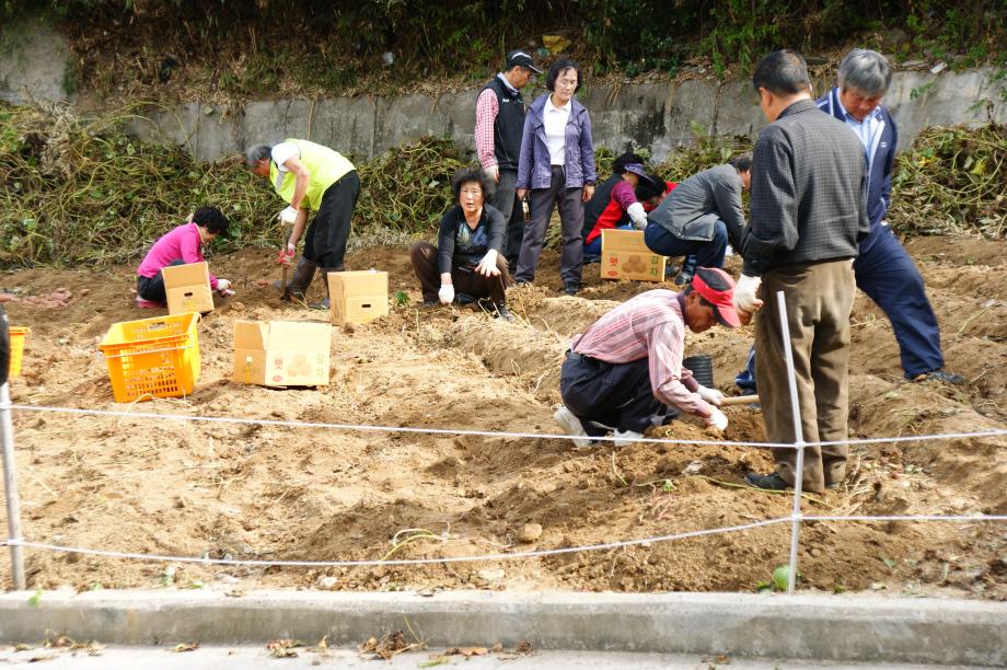 희망농장 고구마 수확 이미지