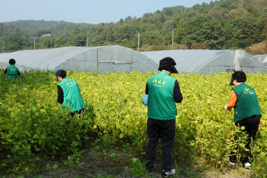 새마을부녀회 깻잎따기 이미지