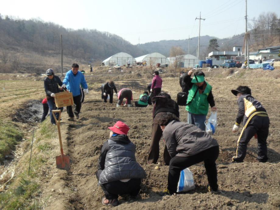 석교동 새마을협의회, 부녀회 저소득층 밑반찬사업을 위한 감자심기 이미지