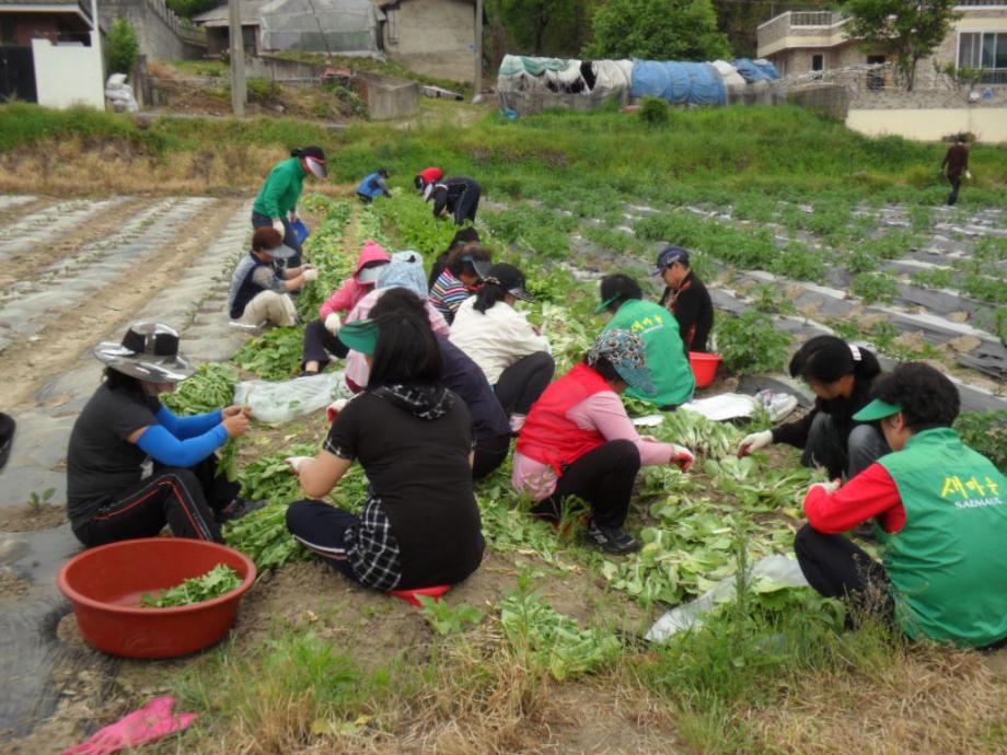 새마을부녀회, 첫 수확 채소로 밑반찬 만들어 어려운 이웃 전달 이미지