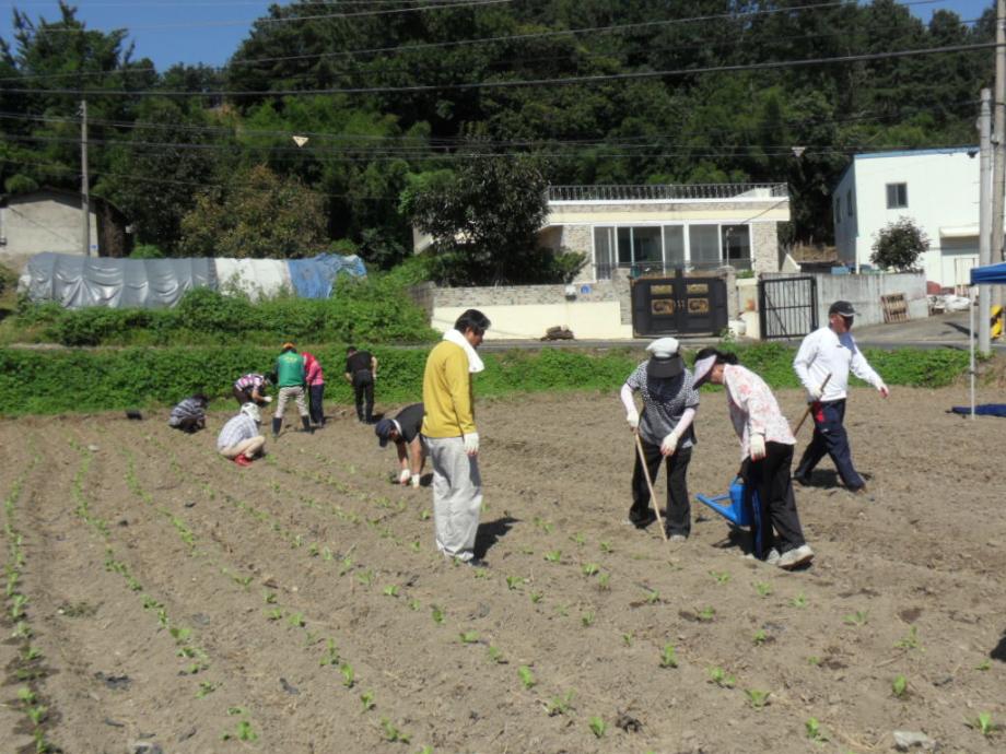 새마을부녀회 사랑의 텃밭 배추 파종 이미지