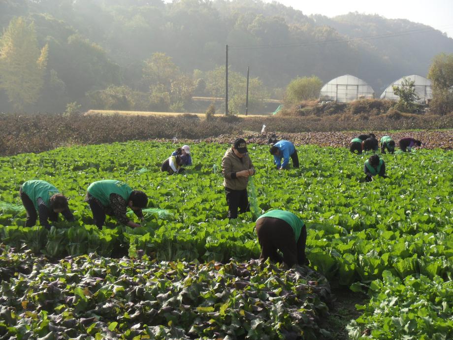 사랑의 텃밭 배추묶기 행사 이미지