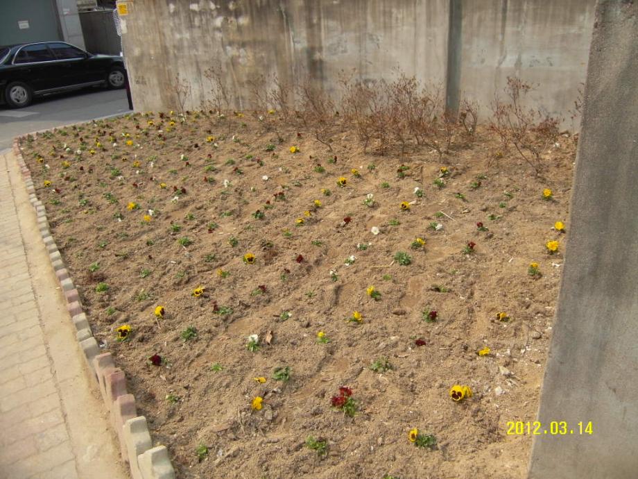 2012년 청결취약지 봄꽃 식재 이미지