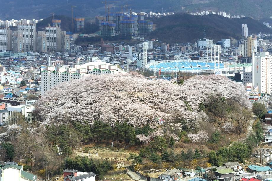 대흥동 테미공원으로 눈꽃송이 보러 오세요 이미지