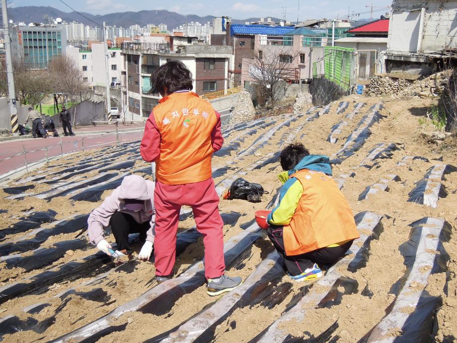 무지개희망농장 감자심기 지원 이미지