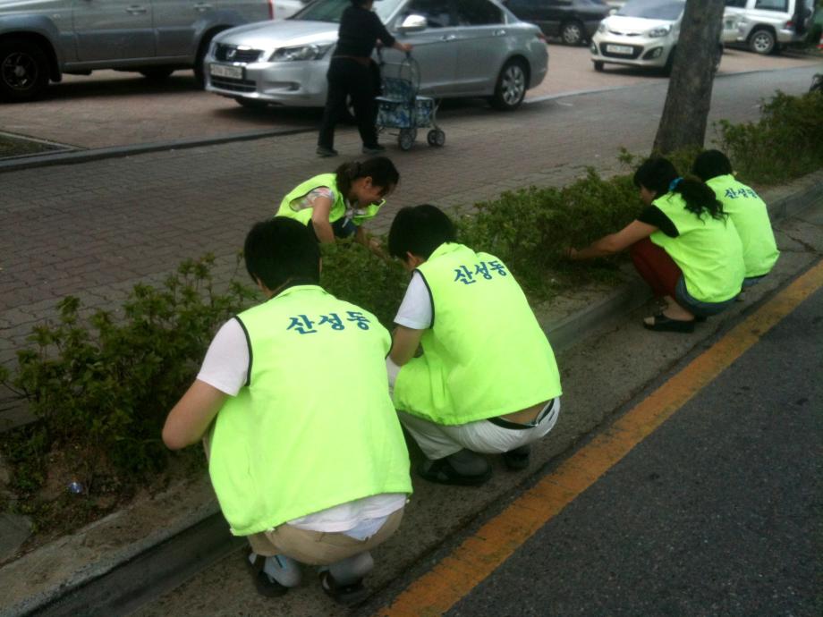 가로수옆 연산홍 잡초제거 이미지