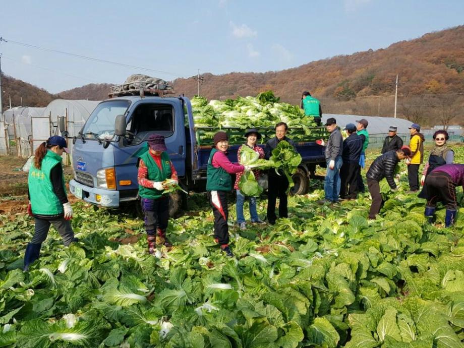 자생단체 농촌일손돕기 (침산동 배추뽑기) 이미지