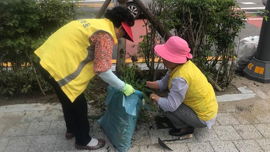 은행선화동, 노인일자리사업 참여자 잡초제거 실시 이미지