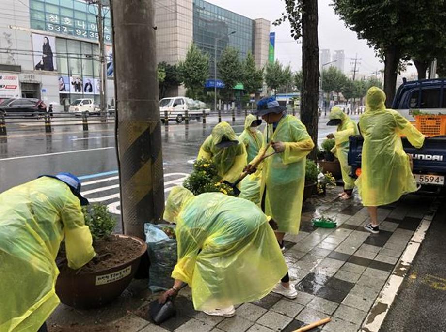 도로변 국화 식재 이미지