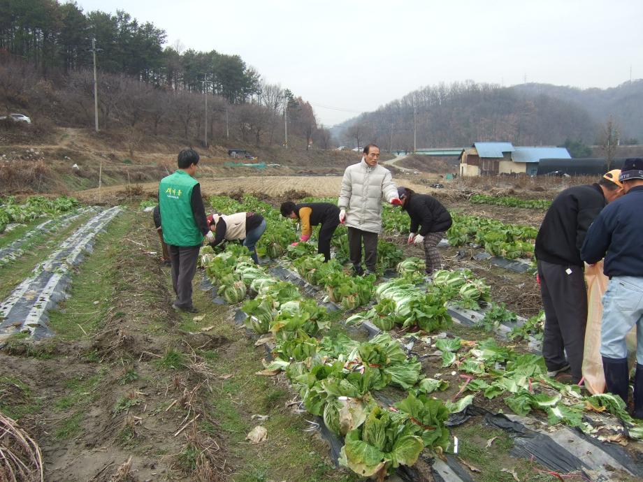 문화2동 김장담그기를 위한 배추 뽑기 이미지