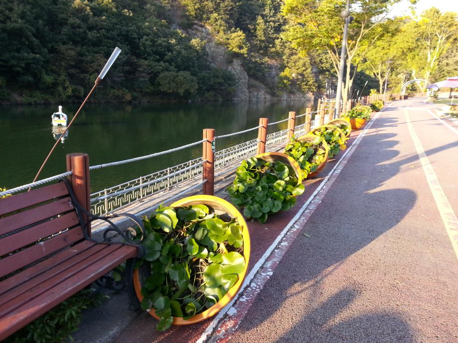 수련의 월동준비 이미지