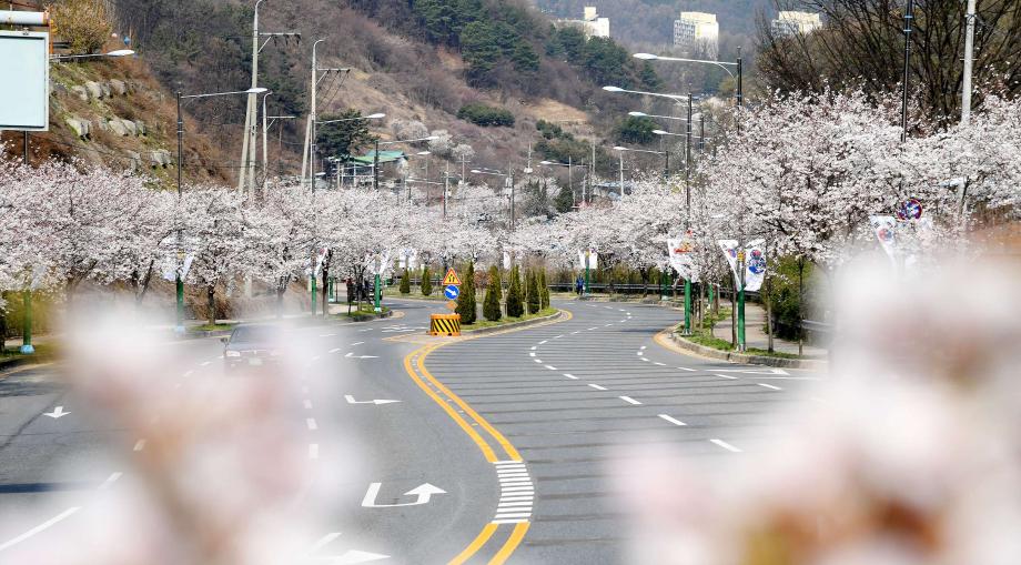 태극기 상시게양 거리(대전보훈공원진입로)