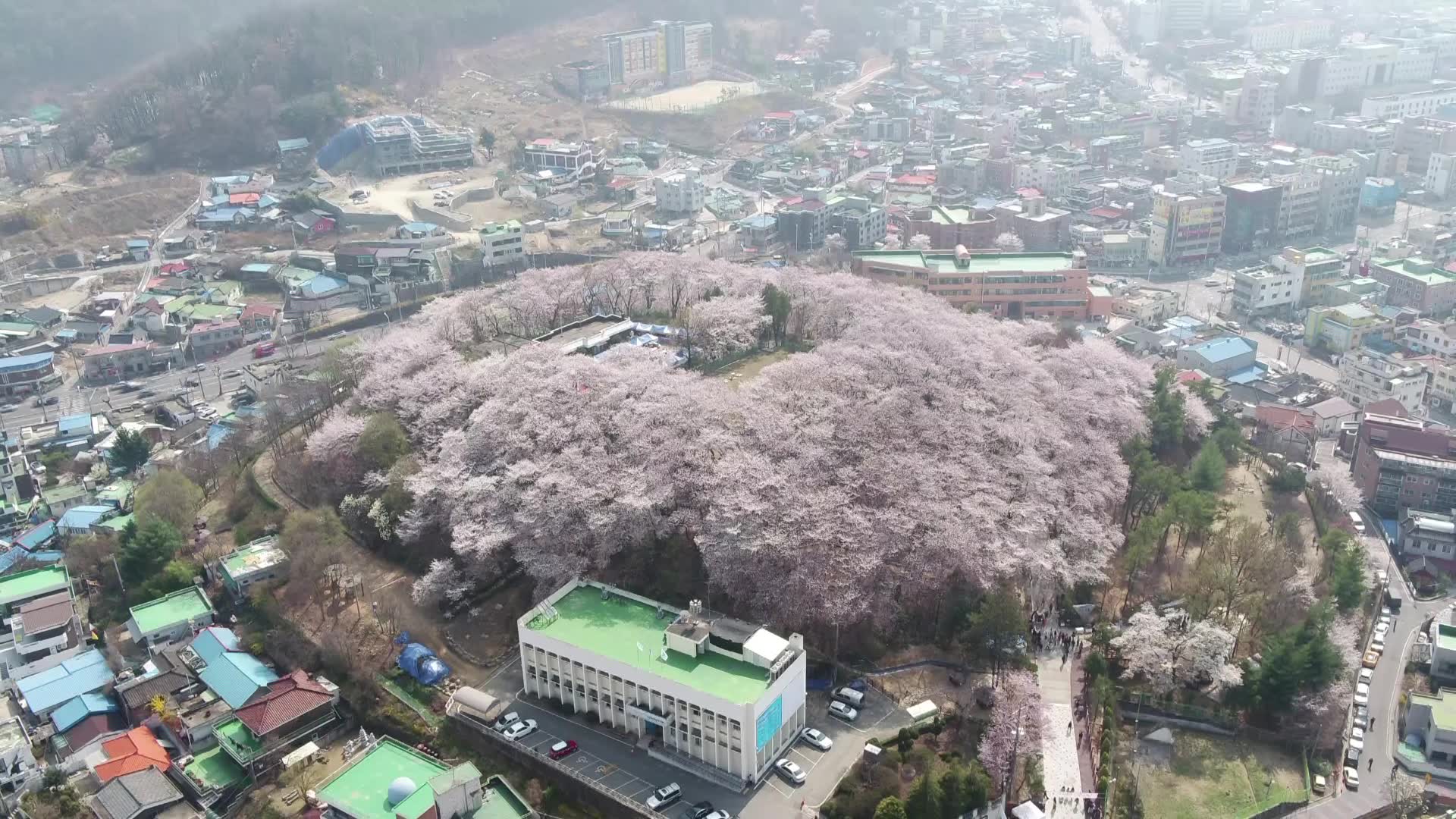 테미공원 벚꽃 (영상스케치) 이미지