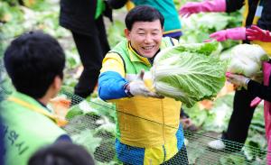 행복나눔농장 배추 수확(자원봉사센터)