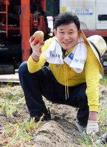 사랑의 텃밭 감자수확(석교동)