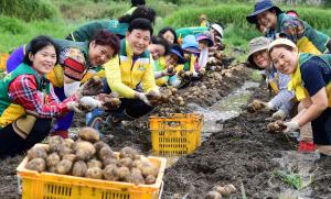 행복나눔농장 감자수확 봉사활동(정생동)