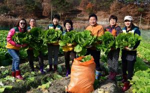 행복나눔농장 김장용 배추 수확