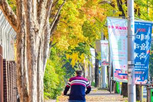 대흥동 낙엽의 거리(보문로)