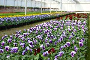 중구 양묘장(팬지.비올라)