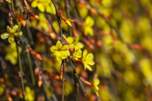 영춘화(유천동)