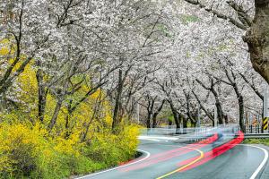 언고개 벚꽃길