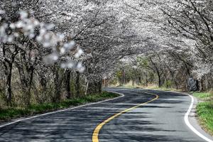 정생동 단재로 봄 풍경